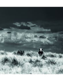 Book cover of West, The American Cowboy, featuring a cowboy on horseback on vast American landscape. Published by Images Publishing.