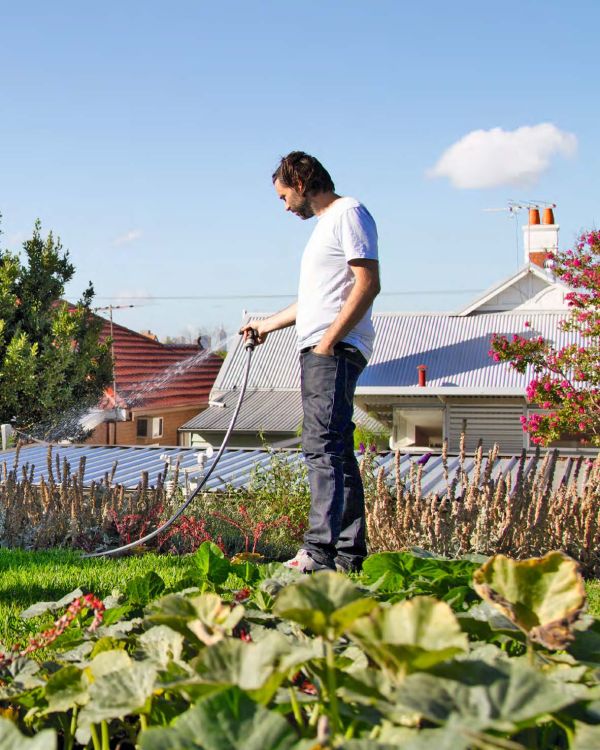 Cover of swiss chard, courgettes, apples, tomatoes, garlic, green beans, calendula, avocados, Urban Homesteads in white font