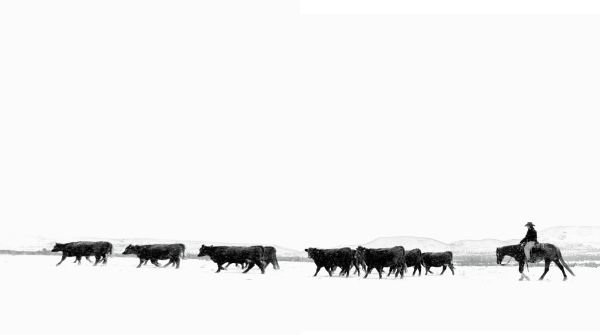 Book cover of American Cowboys, featuring three cowboys on horseback riding across grassy landscape. Published by Images Publishing.