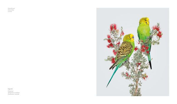 Book cover of Homage to the Bird, featuring an Australian gang-gang cockatoo with blue feathers and bright orange crest, sitting on branch of pink flowers. Published by Images Publishing.