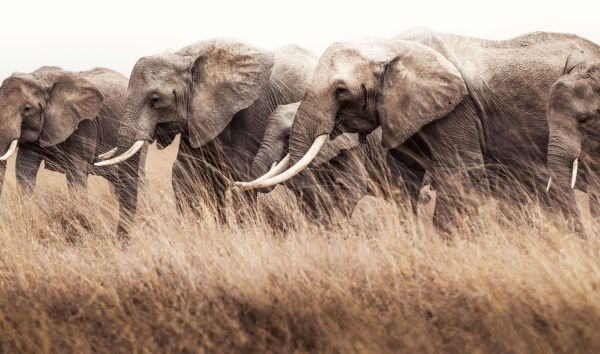Book cover of Among the Living, Where You Belong, with a side profile of African elephant with long tusks. Published by Images Publishing.