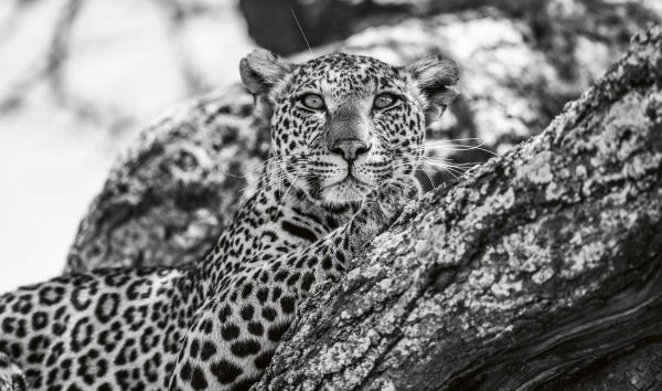 Book cover of Among the Living, Where You Belong, with a side profile of African elephant with long tusks. Published by Images Publishing.