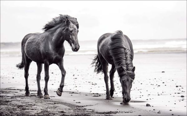 Horses of Iceland