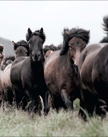 Horses of Iceland