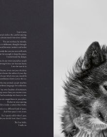 Echoes of the Pack
