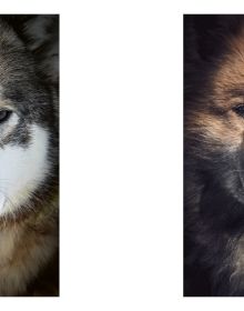 Echoes of the Pack